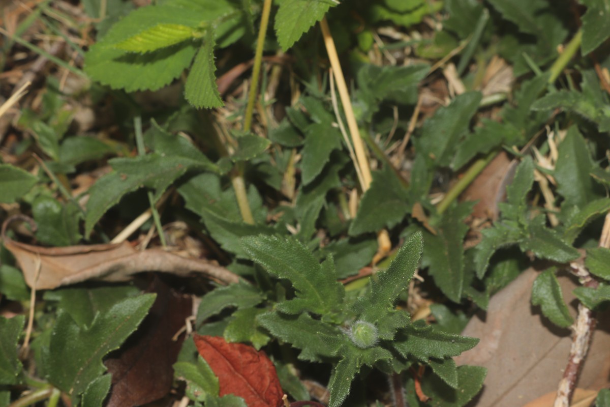 Tridax procumbens L.